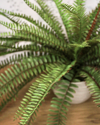 Sword Fern Bush