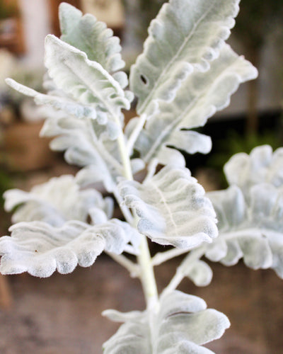 Dusty Miller Spray