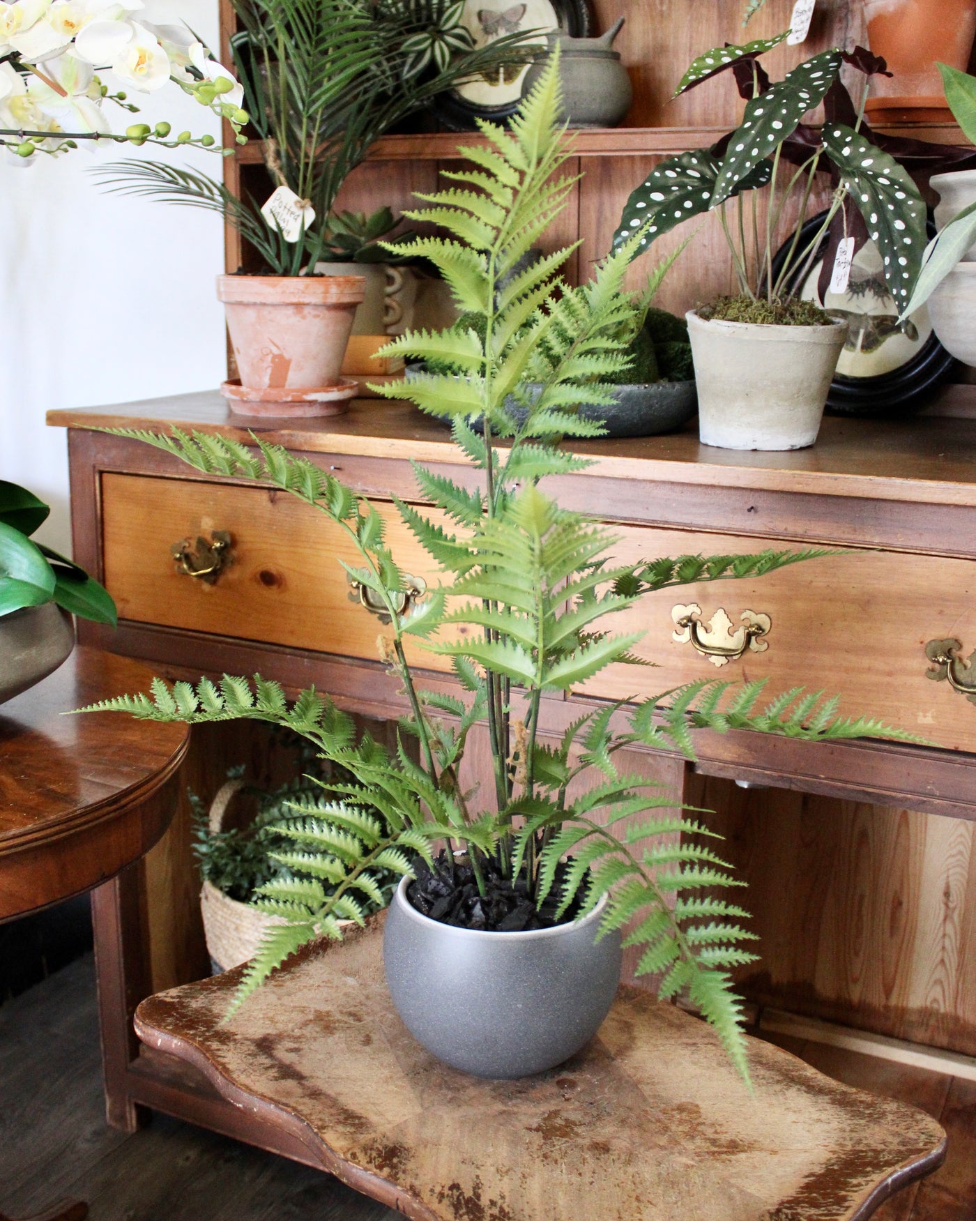 Potted Fern Bush