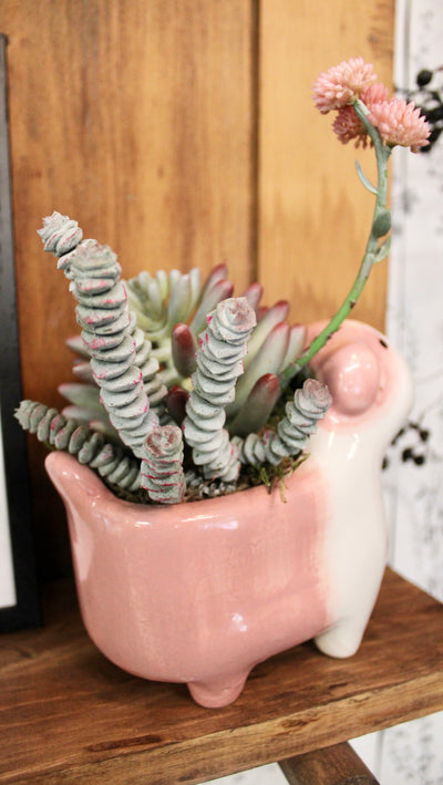 Ceramic Dog Succulent Arrangement (Rufus)