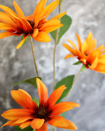 Rudbeckia Stem