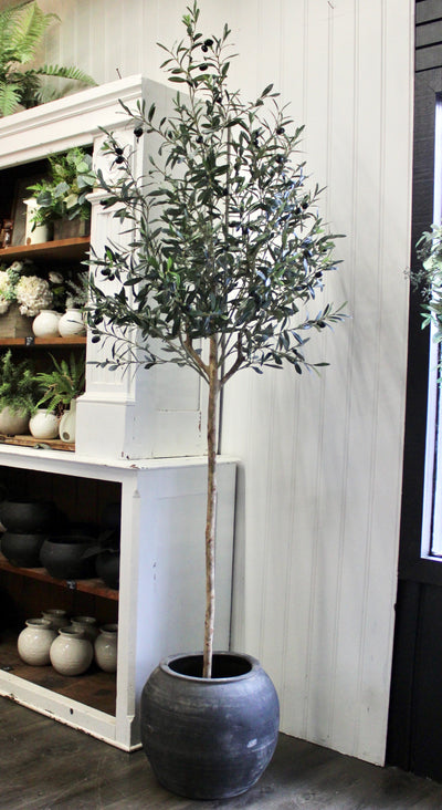 7.5’ Natural Trunk Olive Topiary Tree