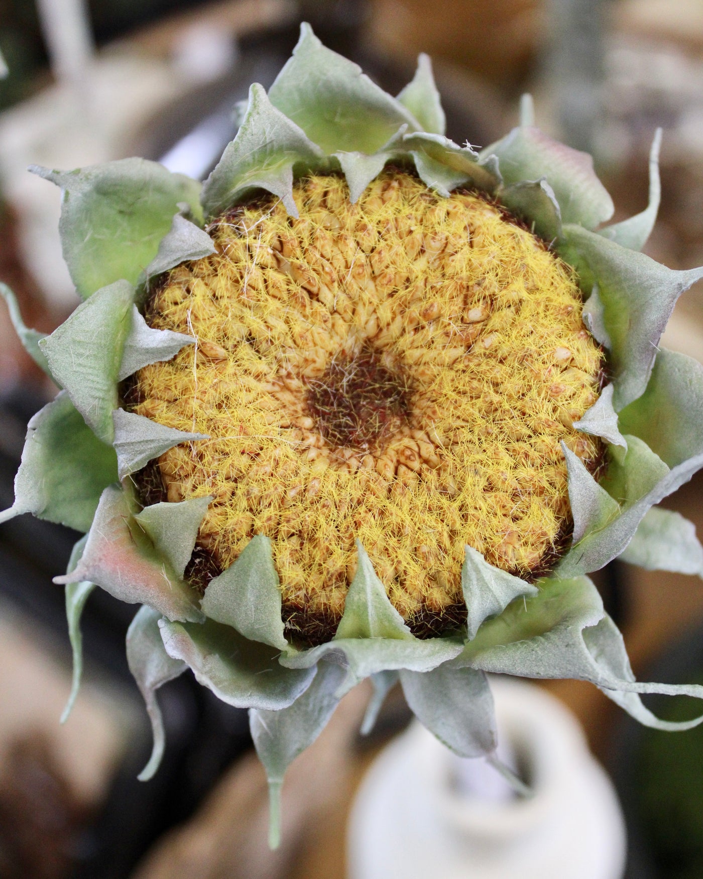 Yellow Sunflower Stem