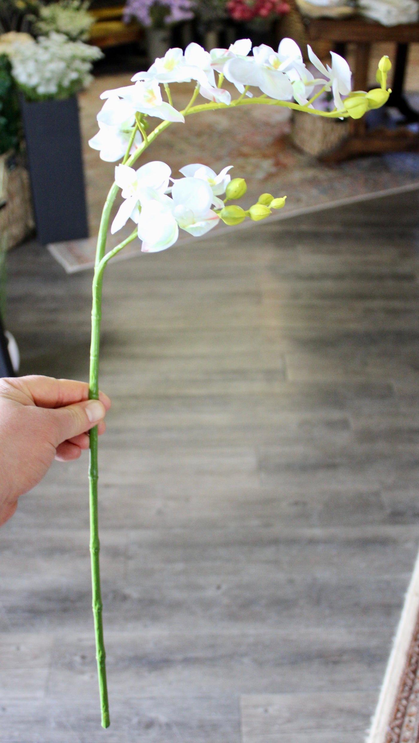 Small White Phalaenopsis Orchid Stem