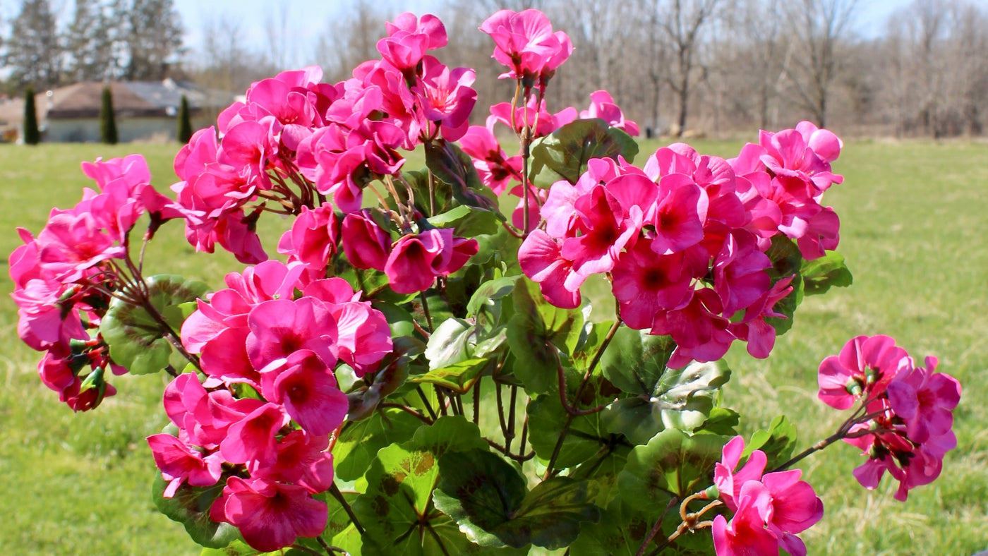 Upright Geranium Bush Fuchsia