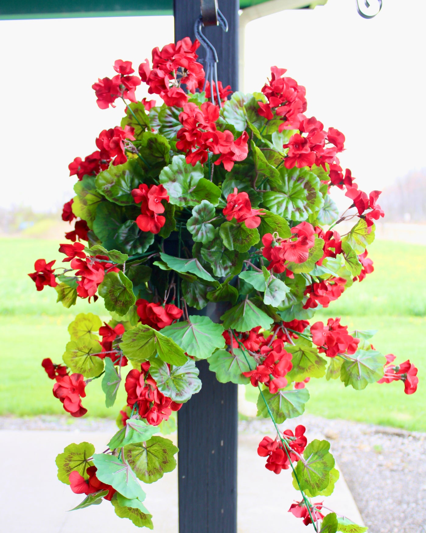 Red Geranium Hanging Basket