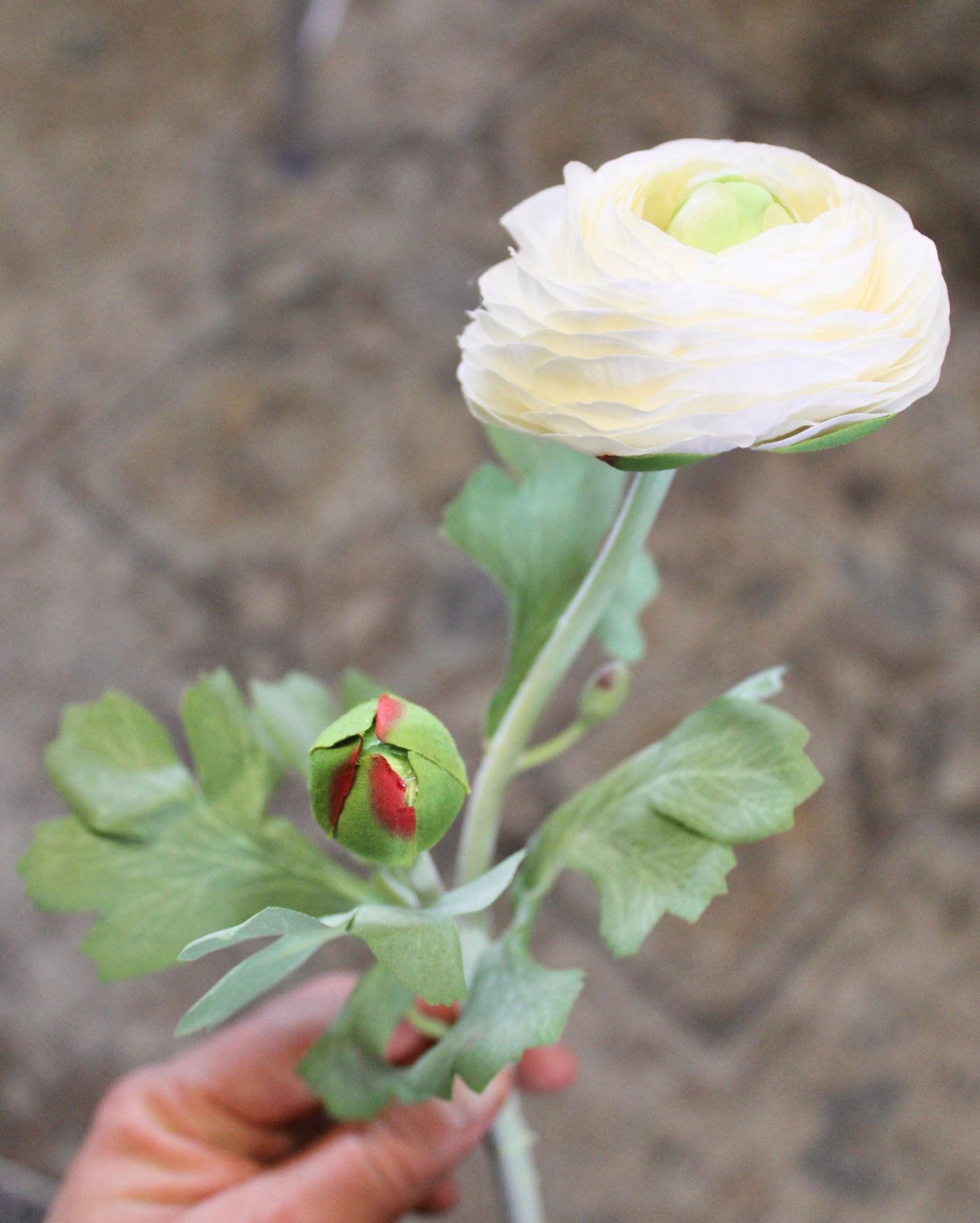 Cream Ranunculus Stem