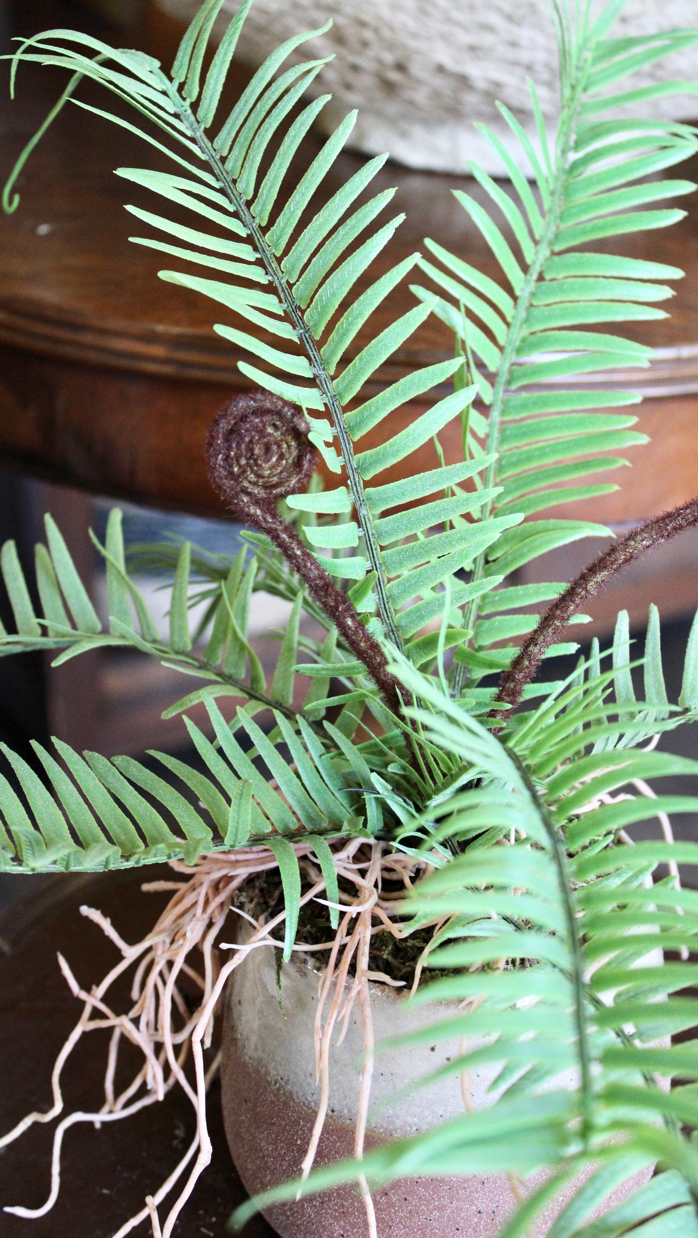 Potted Ostrich Fern