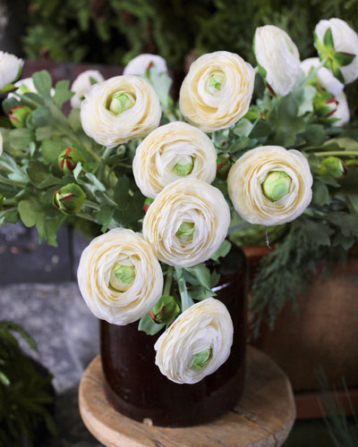 Cream Ranunculus Stem