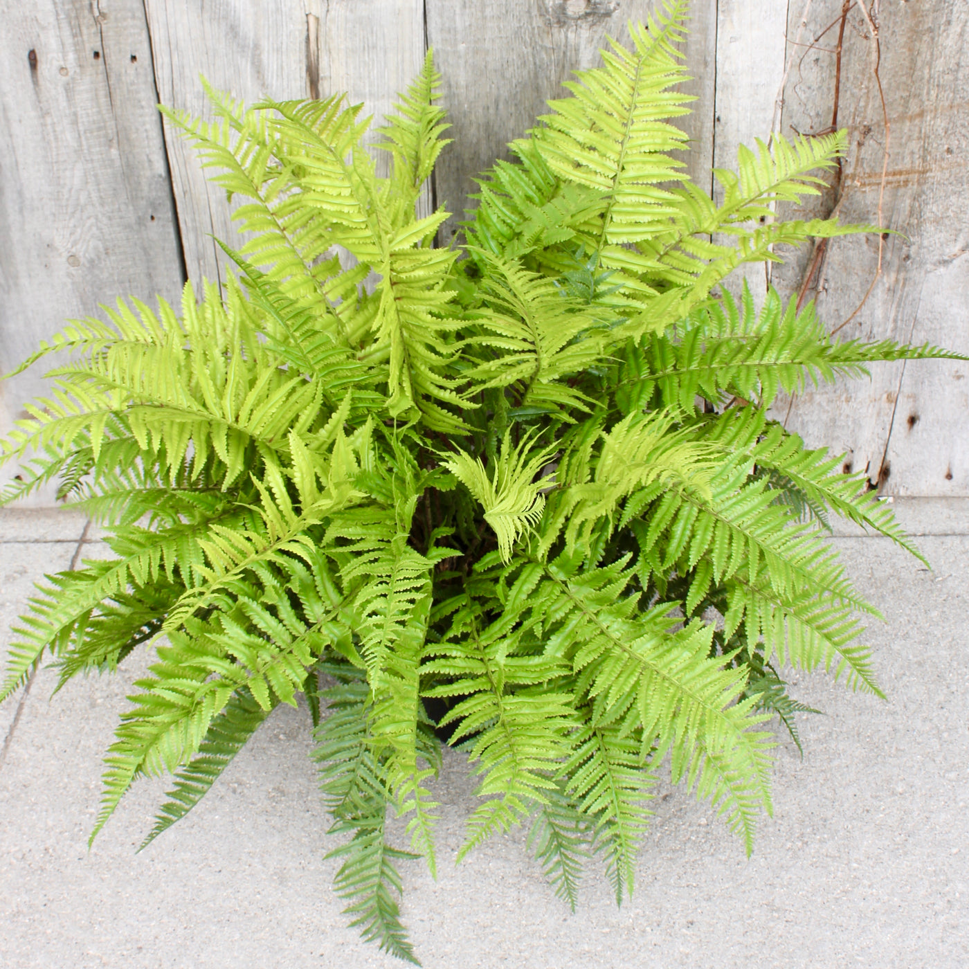 Lady Fern Drop-In