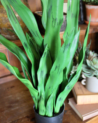 27” Sansevieria Plant