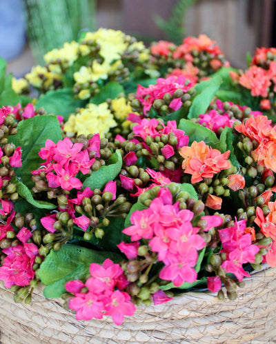 Kalanchoe Bushes