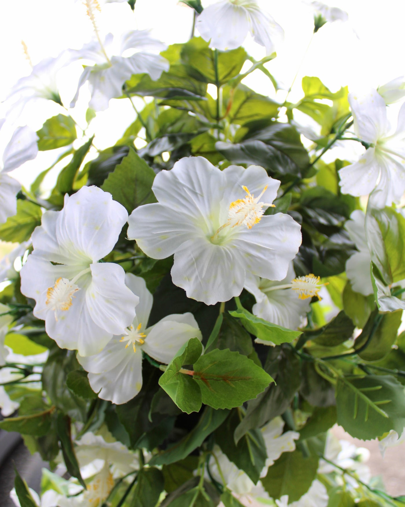 Hibiscus Hanging Basket White