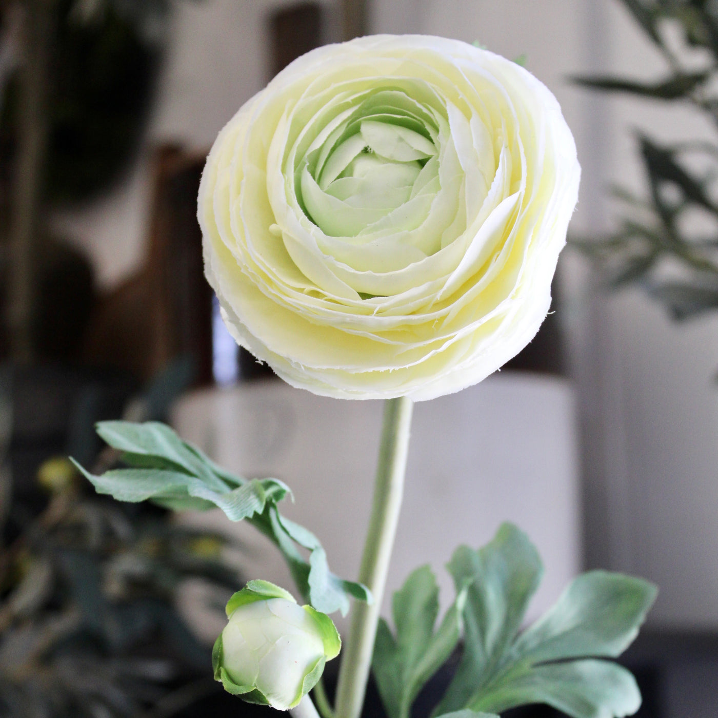 Cream Ranunculus Stem