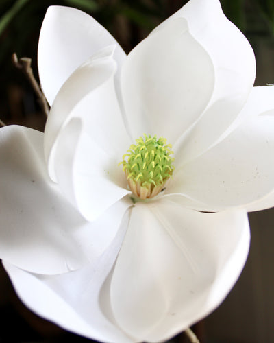 Magnolia Flower Spray