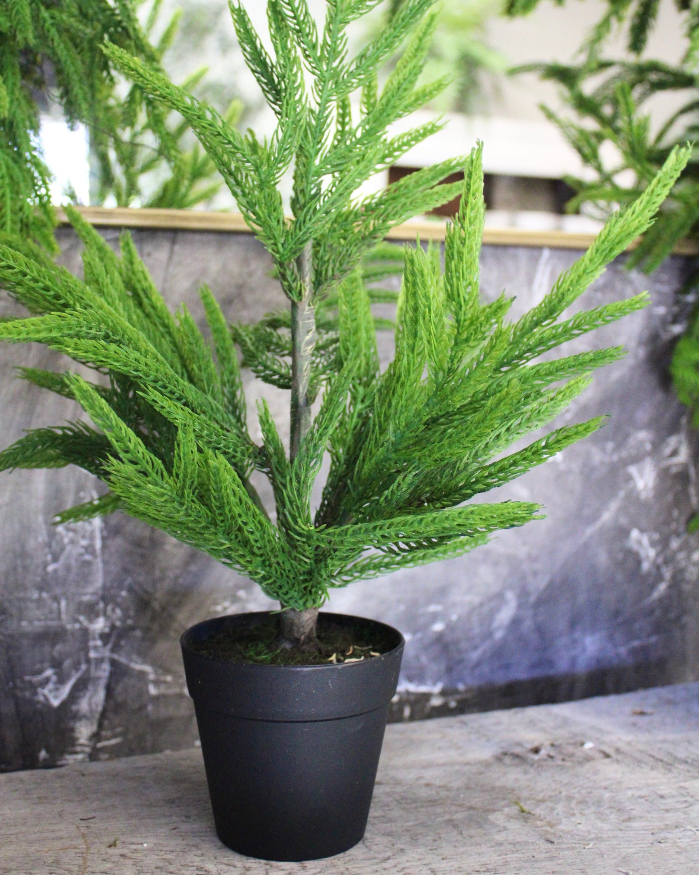 19” Fresh Touch Norfolk Pine Tree