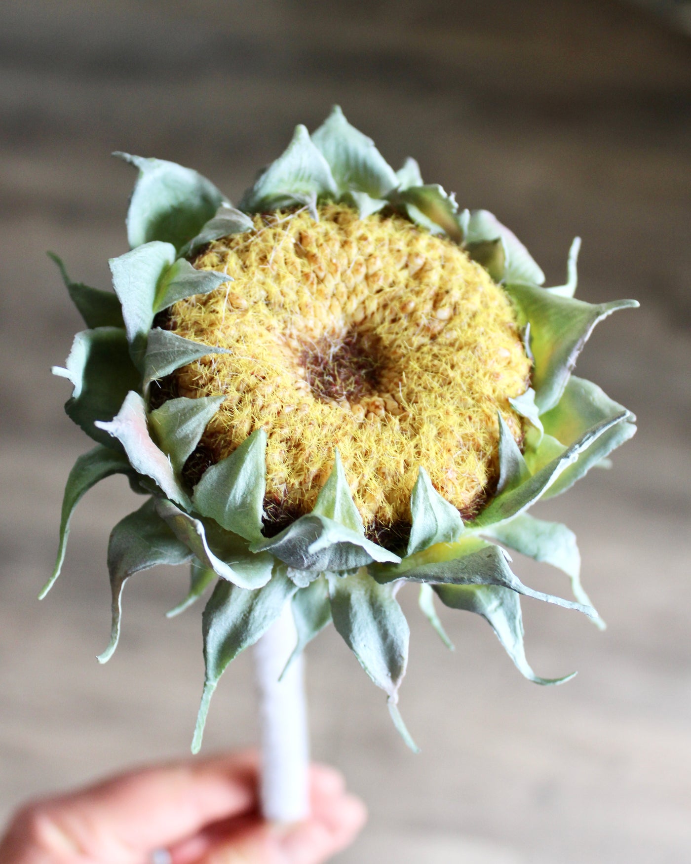 Yellow Sunflower Stem