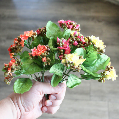 Kalanchoe Bushes