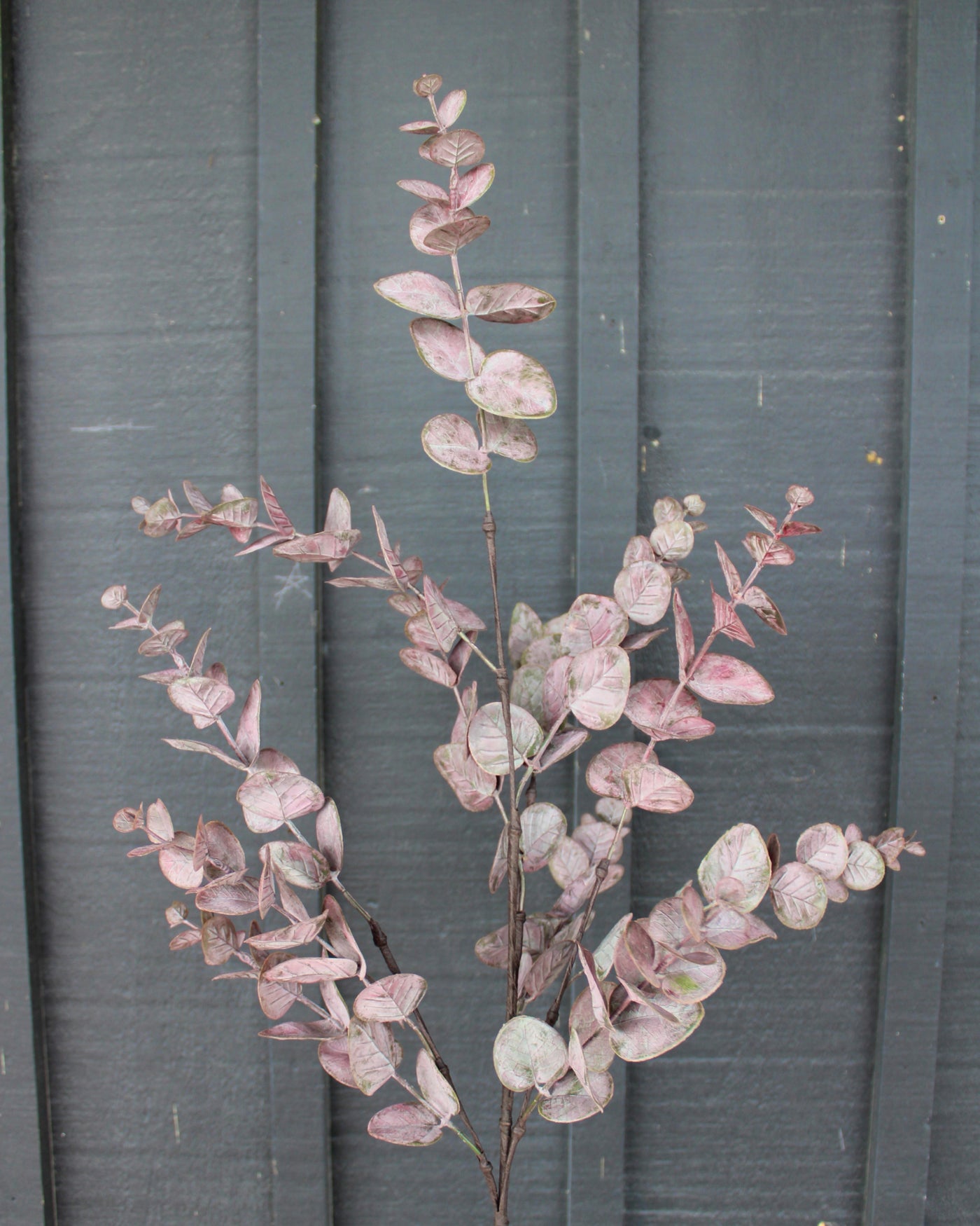 Burgundy Eucalyptus Spray