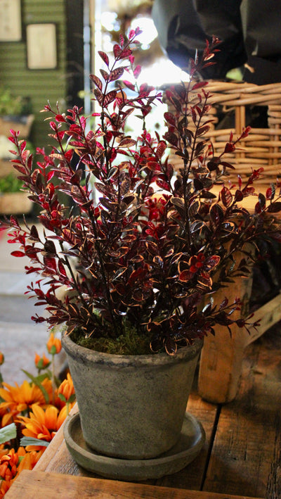 Potted Burgundy Euonymus