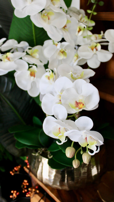 Large White Phalaenopsis Orchid Stem