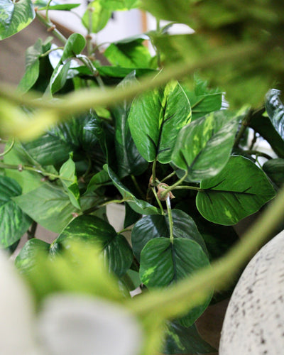 Potted Pothos Hanging Bush