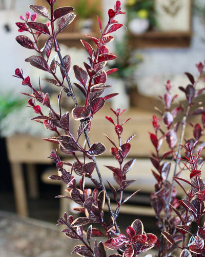 Burgundy Euonymus Spray