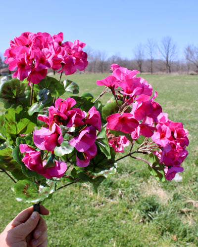 Upright Geranium Bush Fuchsia