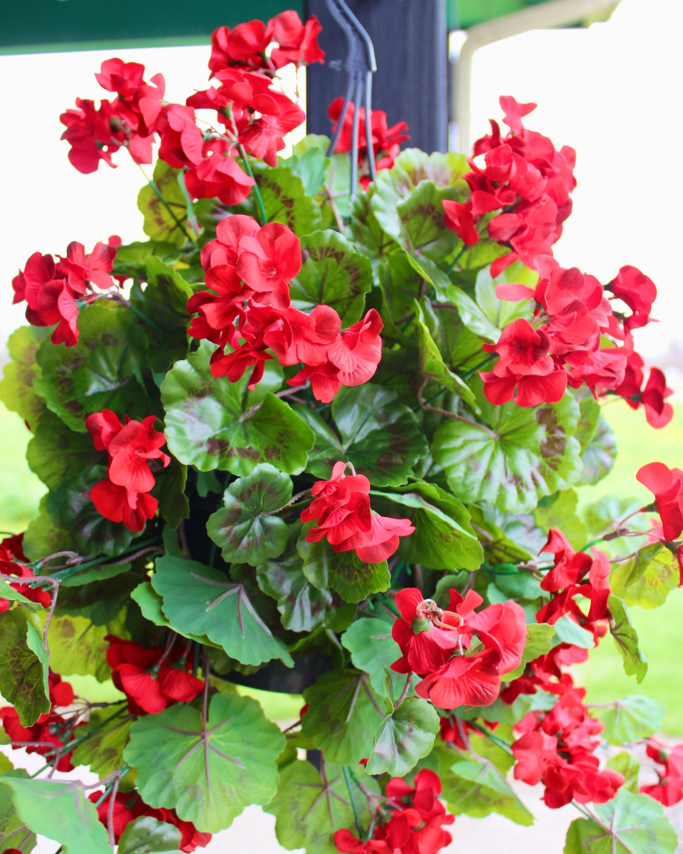 Red Geranium Hanging Basket