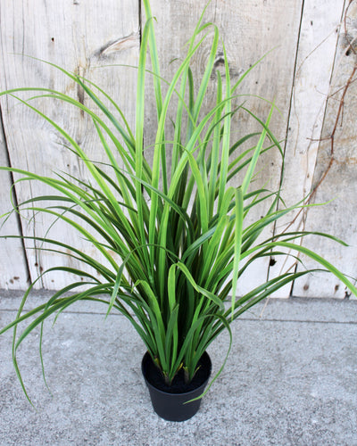 Bright Green Fountain Grass