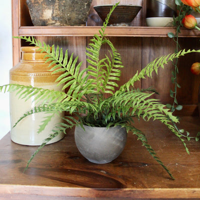 Potted Boston Fern