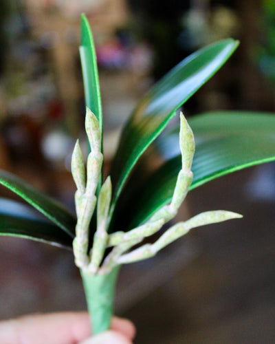 Orchid Leaf
