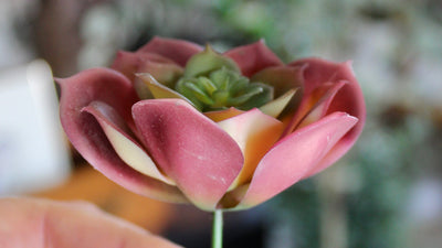 Burgundy Echeveria Succulent