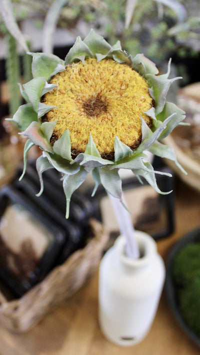 Yellow Sunflower Stem