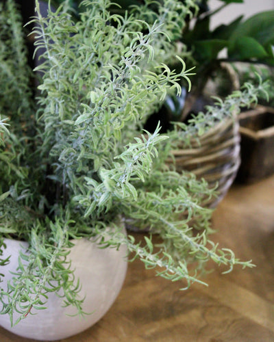 Potted Asparagus Fern