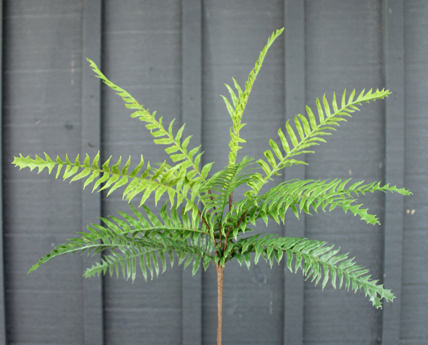 Boston Fern Bush