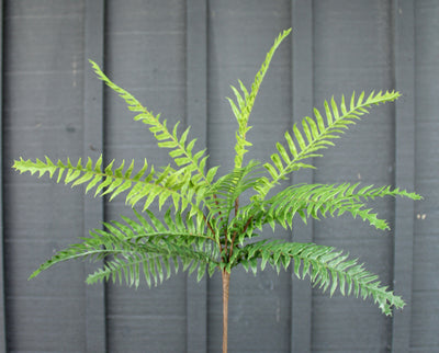 Boston Fern Bush