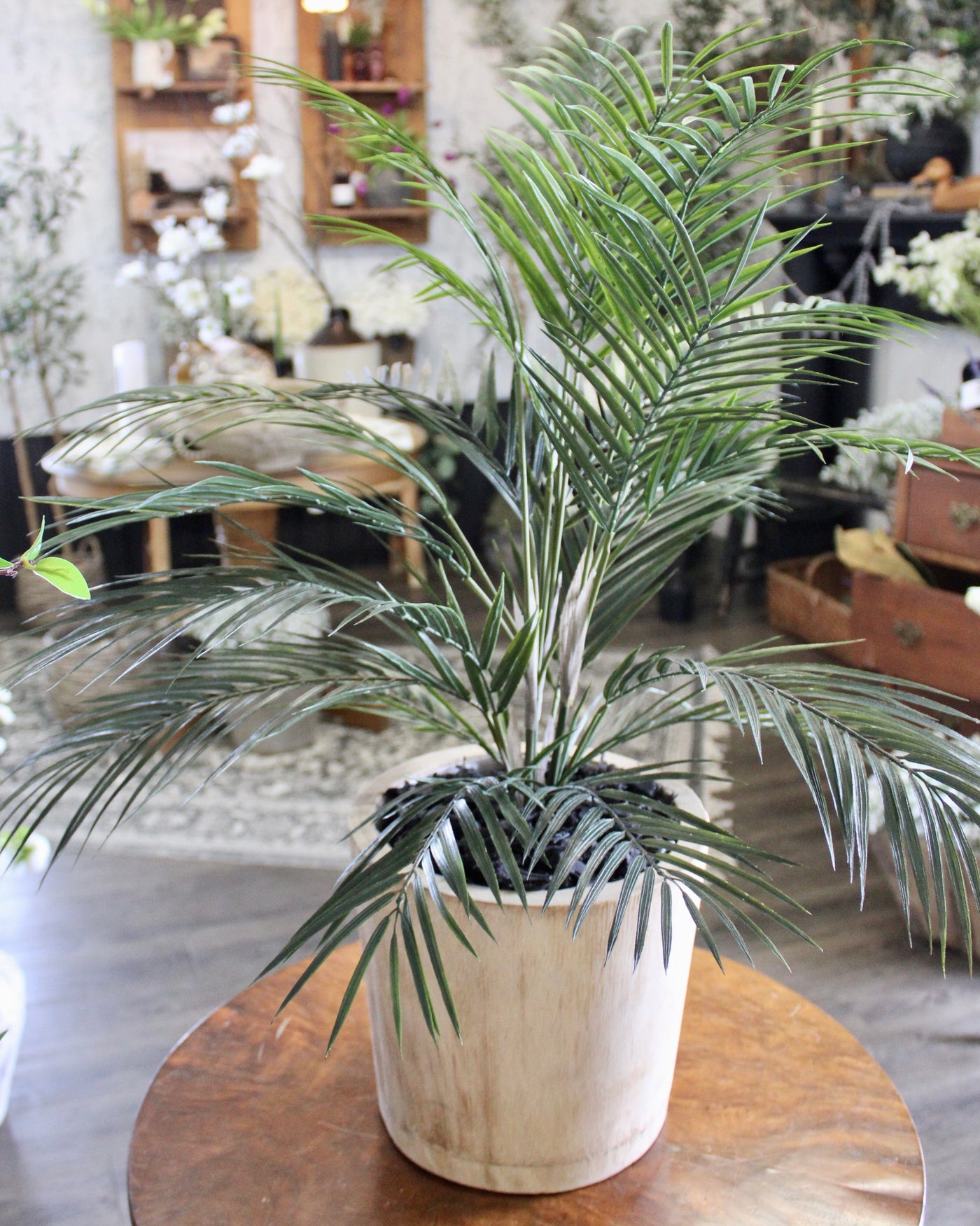 Potted Areca Palm