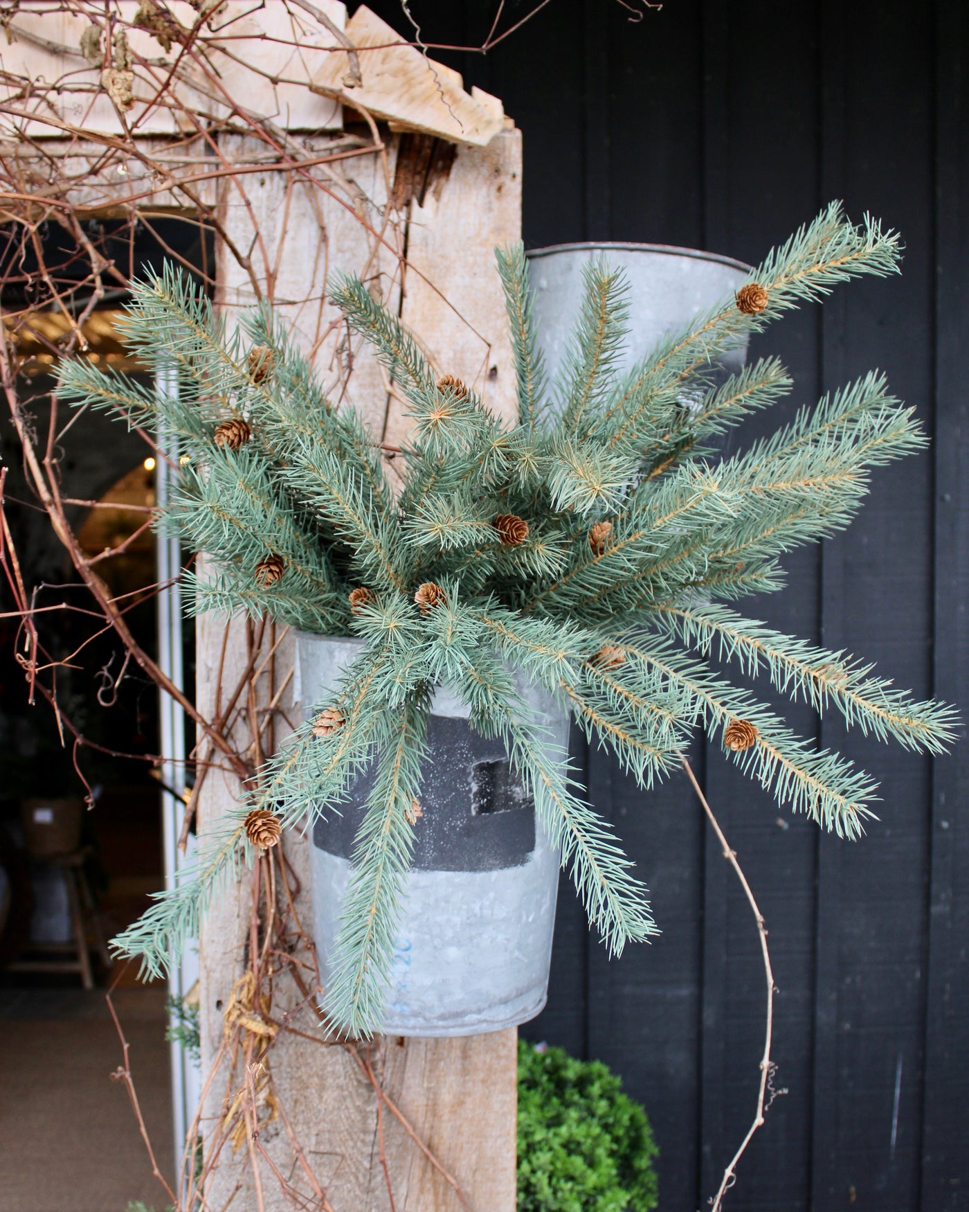 Colorado Spruce Bush