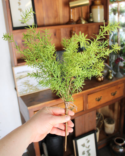 Asparagus Fern