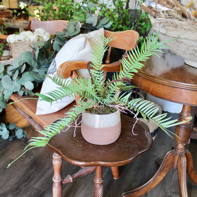 Potted Ostrich Fern