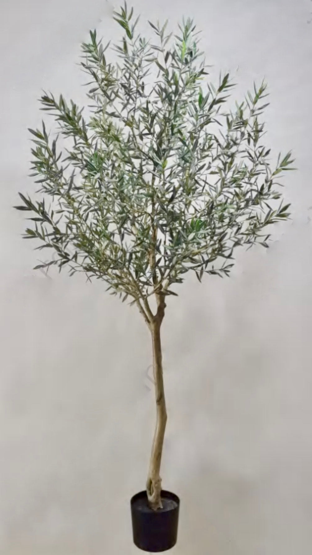 8' Olive Tree