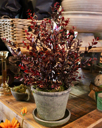 Potted Burgundy Euonymus