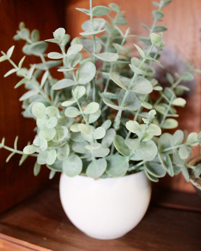Potted Mini Eucalyptus Bush