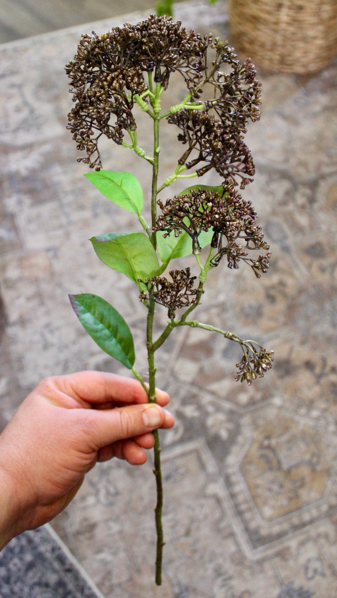 “Dried Look” Brown Sedum Stem