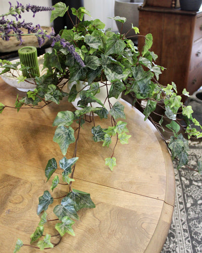 Potted Frosted Green Ivy Bushes