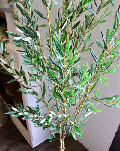 6.5’ Olive Tree