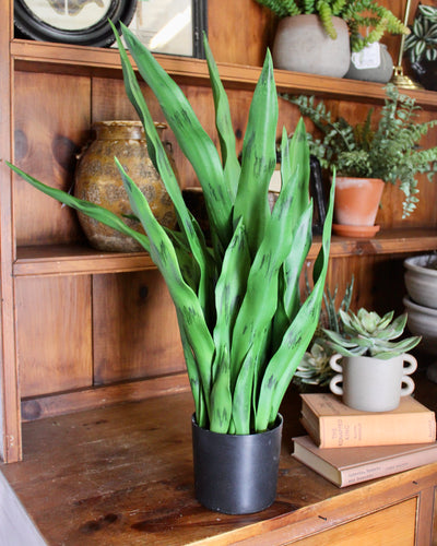 27” Sansevieria Plant