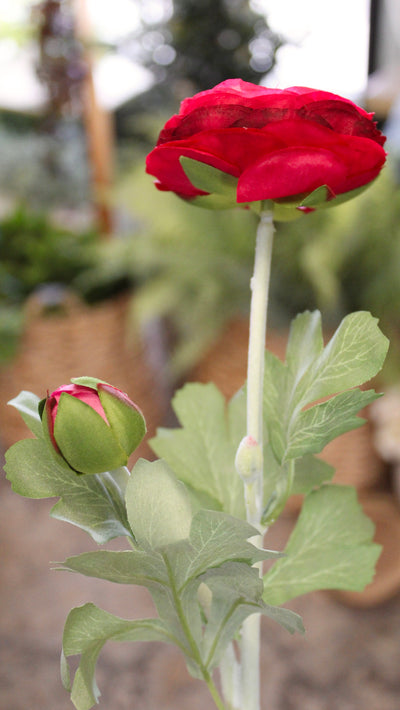 Cerise Ranunculus Stem