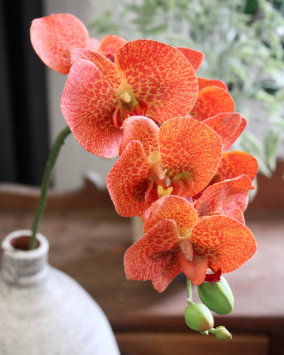 Orange Phalaenopsis Orchid